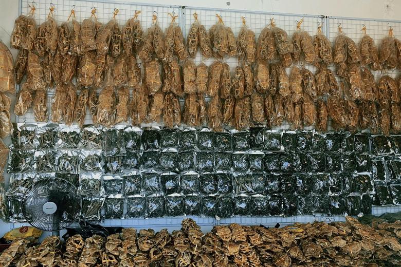 Online trading of sea cucumber, fish maw in S'pore and Malaysia threatening species' survival